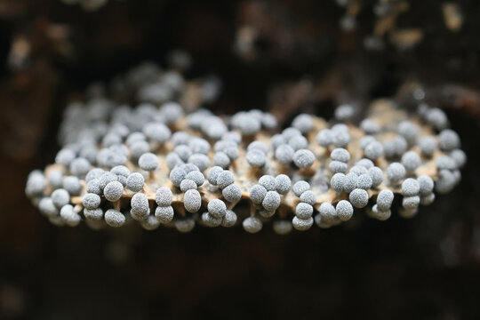 Physarum leucopus, slime mold from Finland, no common English name