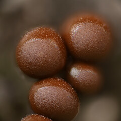 Trichia crateriformis, also known as  Trichia decipiens var. olivacea, slime mold from Finland, microscope image of sporangia