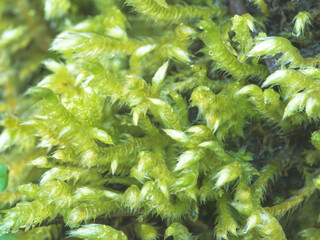 早春の森で苔をマクロ撮影08