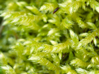 早春の森で苔をマクロ撮影01