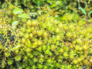 早春の森で苔をマクロ撮影11