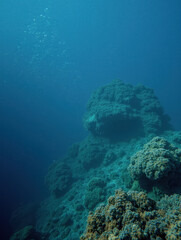 Fototapeta premium Stunning underwater coral reef scene with vibrant marine life