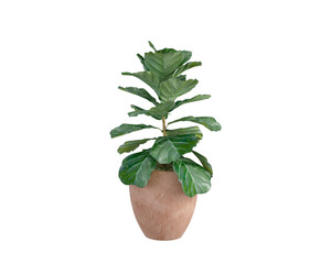 green plant in a pot