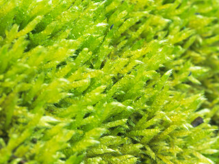 早春の森で苔をマクロ撮影17