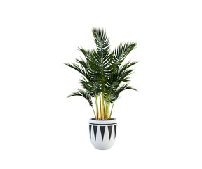 green plant in a pot isolated white background