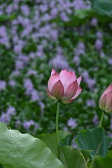 Fototapeta premium Summer Dream in Lotus Pond