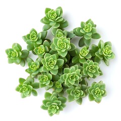 Succulent plant isolated on white background cutout. Studio shot.