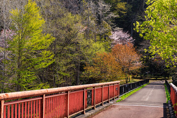 北海道夕張市、滝の上公園の春紅葉【5月】