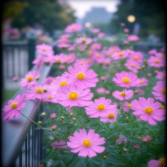 Obraz premium Enchanting Cosmos Flowers in a Tranquil Garden Landscape with a Building in Background Blurred