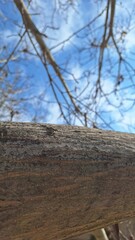Close-up of tree trunk texture with sky background