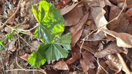 autumn leaves in the snow