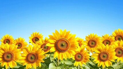 Obraz premium Bright Sunflowers Blooming Under Clear Blue Sky in Natural Setting