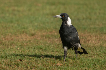  Australian magpie (Gymnorhina tibicen) large songbird on the grass looking for food.