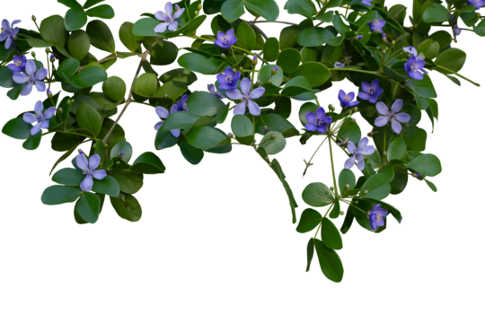Purple flower of Lignum vitae, Guaiac wood, Roughbark lignum vitae or Guaiacum officinale type ten leaf blooming in the garden isolated on white background included clipping patn. Is a Thai herb.