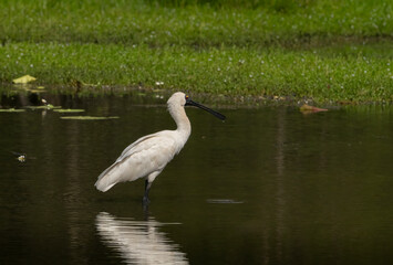 Royal Spoonbill (Platalea regia)  landscape with a reflection.