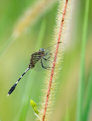 Slender Skimmer ( Orthetrum Sabina ) resting on wet grass.