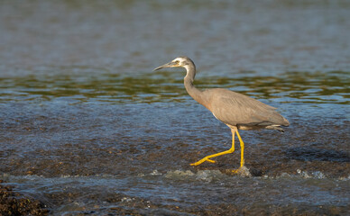 White faced Heron (Egretta novaehollandiae) walking on water. at the Oxenford weir, Gold Coast, Queensland, Australia.