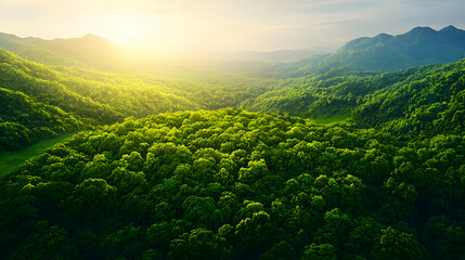 Fototapeta premium Lush Green Forest Canopy Under Warm Sunlight in Hilly Landscape with a Dense and Serene Treetops View