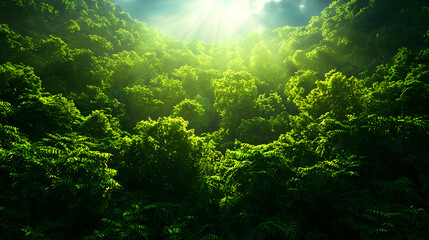 Obraz premium Lush Green Forest Canopy with Bright Sunbeams Streaming Through the Dense Foliage