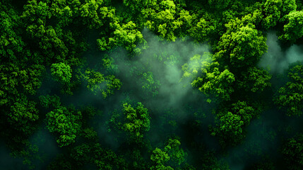 Fototapeta premium Lush Green Forest Canopy with Ethereal Fog Aerial View in Atmospheric Mist