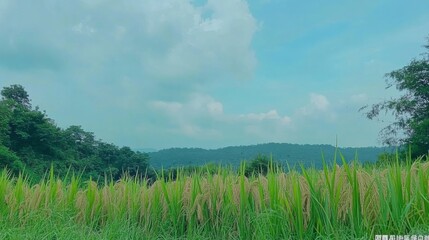 Naklejka premium Lush Green Rice Fields Under Blue Sky with Fluffy Clouds