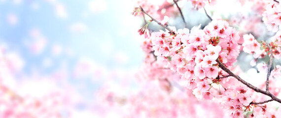 Horizontal banner with sakura flowers of pink color on sunny backdrop. Beautiful nature spring background with a branch of blooming sakura. Sakura blossoming season in Japan © frenta