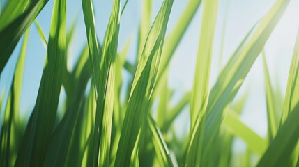 Obraz premium Lush Green Grass Blades Glimmering Under Bright Sunlight