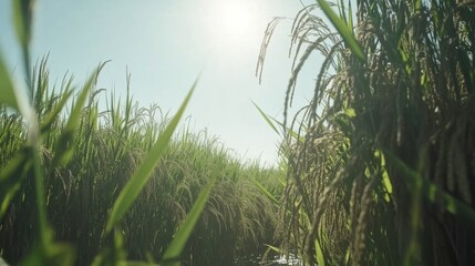 Fototapeta premium Lush Green Rice Fields Under a Bright Blue Sky with Sunlight