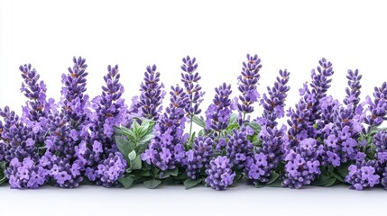 Naklejka premium Lavender Flowers in Full Bloom on a White Background Isolated. Generative AI
