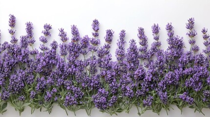 Naklejka premium Lavender Flower Field with Purple Blooms in Full Bloom on Isolated White Background. Generative AI