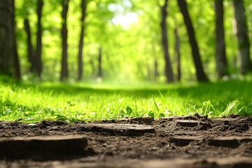 Fototapeta premium Forest path ground, sunlit grass, nature background