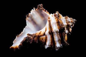 Endive Murex shell on black background