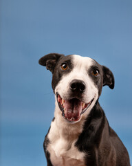 border collie labrador retriever mix in studio with blue backgro
