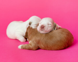 labradoodle puppies sleeping in studio with pink background