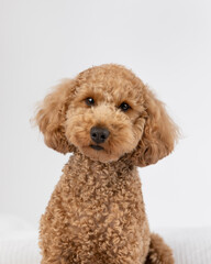 brown goldendoodle in studio with white background