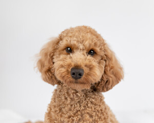 brown goldendoodle in studio with white background