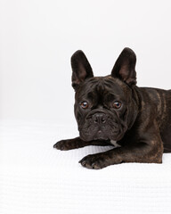 black french bulldog in studio with white background