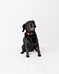 black dog in studio with white background