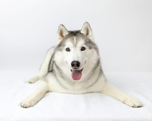 white and gray husky in studio with white background © Cavan