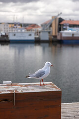 Seagull standing on a rustic wooden box at Constitution Dock, Hobart