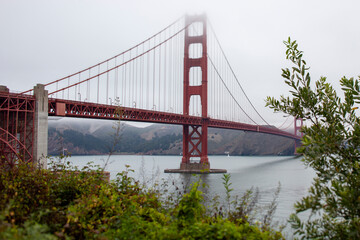 Golden Gate bridge framed in greenery on foggy day