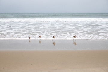 Four Least Sandpipers stand in a row on an Ocracoke beach
