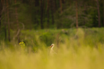 crane among trees in tall grass