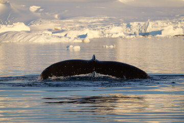 Fototapeta premium Humpback whale's tail. Whales in Antarctica.