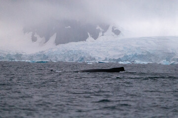 Fototapeta premium Humpback whale's back in the ocean. Humpback whale in the wild n