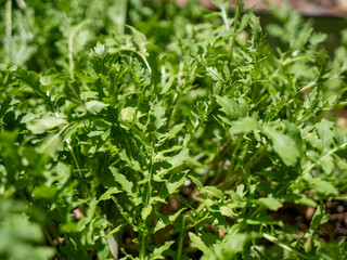 Close-up of fresh arugula leaves growing in a sunny garden