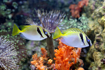Small fishes swimming near coral