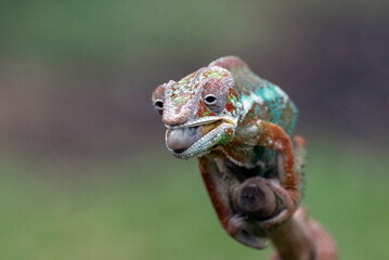 Panther chameleon trying to catch prey