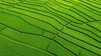 Fototapeta premium Green Rice Terraces in Smooth Patterns and Lines Under Bright Sunlight