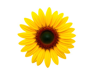 Fototapeta premium Sunflower isolated on transparent background
